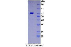 SDS-PAGE analysis of Mouse FUCa1 Protein. (FUCA1 Protéine)