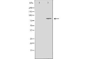 Western blot analysis of Jurkat whole cell lysates, using MRE11A Antibody. (Mre11 anticorps  (C-Term))
