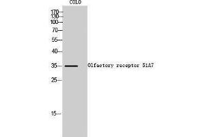 Western Blotting (WB) image for anti-Olfactory Receptor, Family 51, Subfamily A, Member 7 (OR51A7) (C-Term) antibody (ABIN3186111) (OR51A7 anticorps  (C-Term))