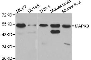 Western blot analysis of extracts of various cell lines, using MAPK9 antibody. (JNK2 anticorps)