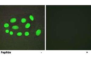 Immunofluorescence analysis of A-549 cells, using SPZ1 polyclonal antibody . (SPZ1 anticorps)