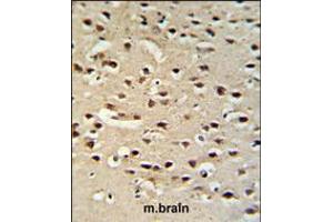 Chromogranin-C Antibody IHC analysis in formalin fixed and paraffin embedded mouse brain tissue followed by peroxidase conjugation of the secondary antibody and DAB staining. (SCG2 anticorps  (AA 246-274))