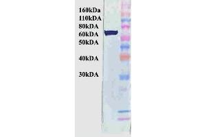 Western Blot analysis of Human Cervical cancer cell line (HeLa) lysate showing detection of Hsp70 protein using Mouse Anti-Hsp70 Monoclonal Antibody, Clone BB70 (ABIN361709 and ABIN361710).
