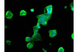 Immunofluorescence staining of 293 cells with ABIN7160453 at 1:66, counter-stained with DAPI. (MOBP anticorps  (AA 1-81))