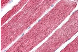 Image no. 2 for anti-Ras Homolog Gene Family, Member T1 (RHOT1) (N-Term) antibody (ABIN6749728)