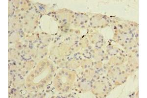 Immunohistochemistry of paraffin-embedded human pancreatic tissue using ABIN7148768 at dilution of 1:100 (CWF19L1 anticorps  (AA 101-330))