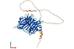 AlphaFold protein structure predicition of Mouse Recombinant Neu4 Protein, UniprotID Q8BZL1