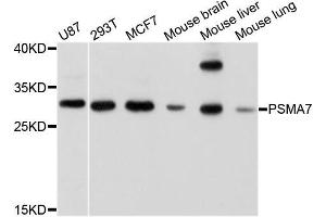 Western blot analysis of extracts of various cell lines, using PSMA7 antibody. (PSMA7 anticorps  (AA 1-248))