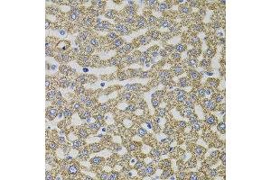 Immunohistochemistry of paraffin-embedded rat liver using EPO antibody. (EPO anticorps)