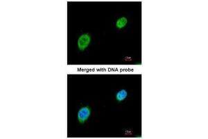 ICC/IF Image Immunofluorescence analysis of paraformaldehyde-fixed HeLa, using MEF2A, antibody at 1:200 dilution. (MEF2A anticorps  (N-Term))