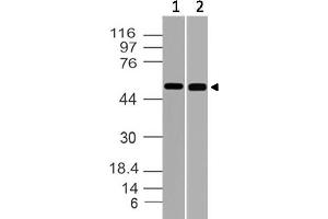 Image no. 1 for anti-RuvB-Like 1 (E. Coli) (RUVBL1) (AA 220-455) antibody (ABIN5027515) (RUVBL1 anticorps  (AA 220-455))