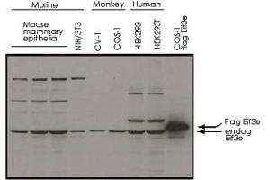 Western blot using Eif3e polyclonal antibody  shows detection of endogenous Eif3e in whole cell extracts from murine (HC-11 and NIH/3T3), monkey (CV-1 and COS-1), and human (HEK293T) cell lines as well as over-expressed Eif3e (control transfected flag-tagged Eif3e). (EIF3E anticorps  (C-Term))