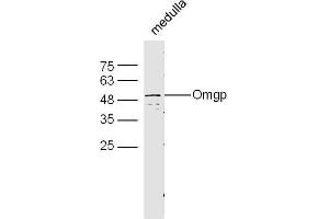 Mouse brain lysates probed with Rabbit Anti-Omgp Polyclonal Antibody, Unconjugated  at 1:500 for 90 min at 37˚C. (OMG anticorps  (AA 166-280))