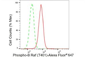 Flow cytometric analysis of Phospho-B Raf (T401) expression in H9c2 cells using Phospho-B Raf (T401) antibody (ABIN7797724), 1:2,000).