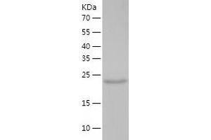 Western Blotting (WB) image for Potassium Channel Tetramerisation Domain Containing 5 (KCTD5) (AA 1-234) protein (His tag) (ABIN7124531)