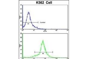 Flow cytometric analysis of K562 cells using PCM-1 Antibody (C-term)(bottom histogram) compared to a negative control cell (top histogram). (PCM1 anticorps  (C-Term))