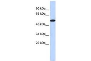 Image no. 1 for anti-Tripartite Motif Family-Like 2 (TRIML2) (C-Term) antibody (ABIN6741366) (TRIML2 anticorps  (C-Term))