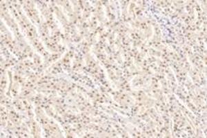 Immunohistochemistry analysis of paraffin-embedded rat kidney using,APRIL (ABIN7072887) at dilution of 1: 1200