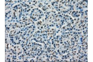 Immunohistochemistry (IHC) image for anti-Transmembrane Protein 100 (TMEM100) antibody (ABIN1501422) (TMEM100 anticorps)