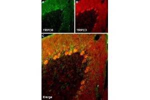 Multiplex staining of TRPC6 and TRPC3 in rat cerebellum - Immunohistochemical staining of rat cerebellum frozen section using Guinea pig Anti-TRPC6 Antibody (ABIN7043826, ABIN7045362 and ABIN7045363) and rabbit Anti-TRPC3 Antibody (ABIN7043820, ABIN7043966 and ABIN7043967).