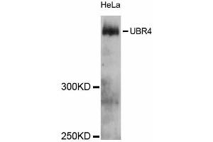 Western blot analysis of extracts of HeLa cells, using UBR4 antibody (ABIN5999138) at 1:3000 dilution. (UBR4 anticorps)