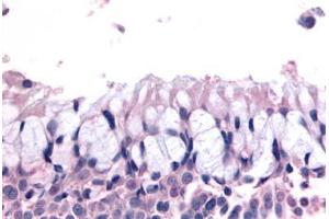 Anti-OR6K3 antibody  ABIN1049186 IHC staining of human nasal mucosa, respiratory epithelium.