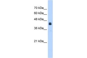 Western Blotting (WB) image for anti-Ubiquitin Specific Peptidase 16 (USP16) antibody (ABIN2462899) (USP16 anticorps)