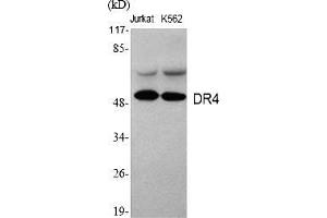 Western Blot analysis of various cells using DR4 Polyclonal Antibody. (DR4 anticorps  (AA 370-450))
