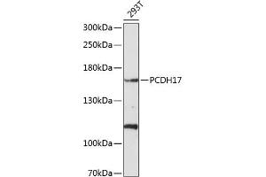 Western blot analysis of extracts of 293T cells, using PCDH17 antibody (ABIN6128583, ABIN6145291, ABIN6145292 and ABIN6214796) at 1:1000 dilution. (PCDH17 anticorps  (AA 610-710))