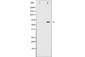 Western blot analysis of SHP-1 phosphorylation expression in EGF treated RAW264. (SHP1 anticorps  (pTyr536))