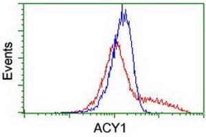 HEK293T cells transfected with either RC201284 overexpress plasmid (Red) or empty vector control plasmid (Blue) were immunostained by anti-ACY1 antibody (ABIN2454817), and then analyzed by flow cytometry. (Aminoacylase 1 anticorps)