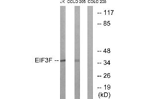 Immunohistochemistry analysis of paraffin-embedded human brain tissue using EIF3F antibody. (EIF3F anticorps  (Internal Region))