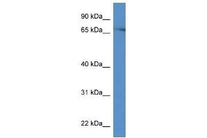 Western Blot showing Prkch antibody used at a concentration of 1. (PKC eta anticorps  (C-Term))