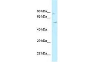 Image no. 1 for anti-Chromosome 3 Open Reading Frame 15 (C3orf15) (AA 81-130) antibody (ABIN6747752) (C3orf15 anticorps  (AA 81-130))