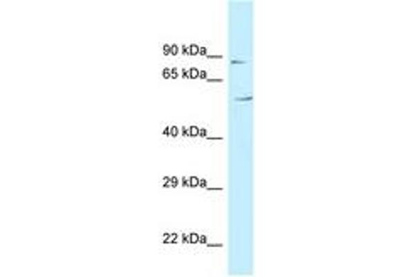 C3orf15 Antikörper  (AA 81-130)