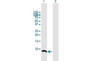 Western Blot analysis of UBE2Q1 expression in transfected 293T cell line by UBE2Q1 MaxPab polyclonal antibody. (UBE2Q1 anticorps  (AA 1-71))