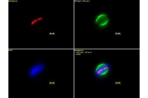 Aurora B pAb tested by immunofluorescence.