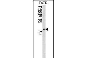 Western blot analysis of FAS Antibody (Center) (ABIN652469 and ABIN2842320) in T47D cell line lysates (35 μg/lane). (FAS anticorps  (AA 185-211))