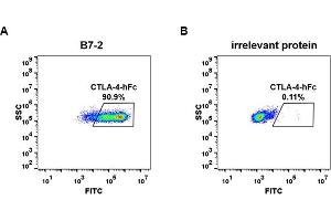 cell line transfected with irrelevant protein  (B) and human B7-2  (A) were surface stained with Human C, hFc tagged protein (ABIN6961164, ABIN7042357 and ABIN7042358) 1 μg/mL followed by Alexa 488-conjugated anti-human IgG secondary antibody.