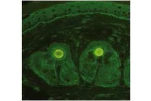 Immunofluorescence: AP23436PU Collagen VII antibody staining of Murine Skin Cryosection.