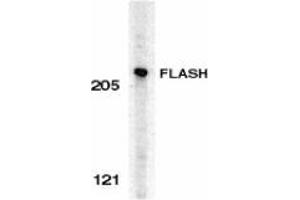 Western blot analysis of FLASH in HeLa whole cell lysate with AP30339PU-N FLASH antibody at 0.
