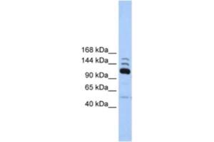 Western Blotting (WB) image for anti-Polymerase (RNA) III (DNA Directed) Polypeptide B (POLR3B) antibody (ABIN2463219) (POLR3B anticorps)
