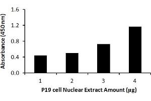 Transcription factor activity assay of Nanog from nuclear extracts of P19 cells with the  Nanog TF-Activity Assay Kit.