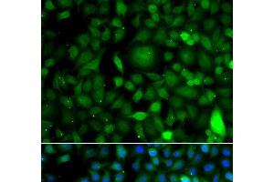 Immunofluorescence analysis of A549 cells using DPF1 Polyclonal Antibody (DPF1 anticorps)