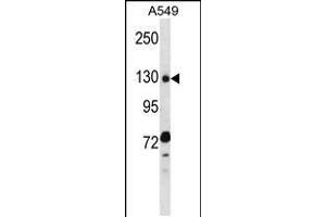 Western blot analysis in A549 cell line lysates (35ug/lane). (RBM5 anticorps  (N-Term))