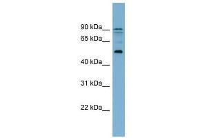 ZNF662 antibody used at 0. (ZNF662 anticorps  (Middle Region))