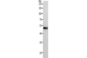 Gel: 10 % SDS-PAGE, Lysate: 40 μg, Lane: Human lung tissue, Primary antibody: ABIN7191459(MIDN Antibody) at dilution 1/1000, Secondary antibody: Goat anti rabbit IgG at 1/8000 dilution, Exposure time: 2 minutes (MIDN anticorps)