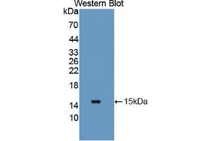 Figure. (SLC2A14 anticorps  (AA 1-105))