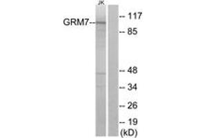 Western blot analysis of extracts from Jurkat cells, using GRM7 Antibody.