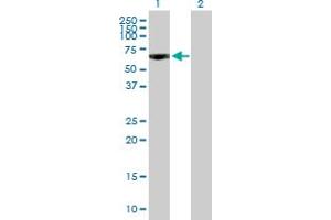 Western Blot analysis of PDE9A expression in transfected 293T cell line by PDE9A MaxPab polyclonal antibody. (PDE9A anticorps  (AA 1-533))